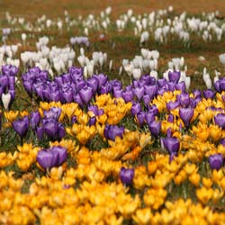 Crocus, mixed